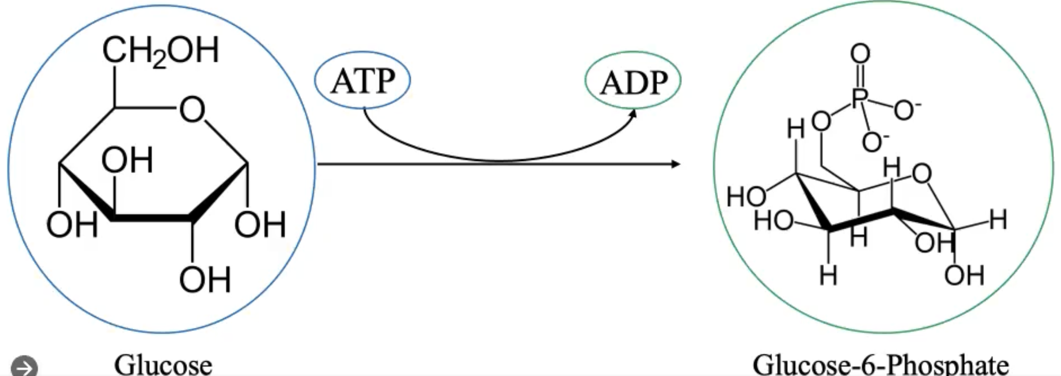 <p>what are the reactants, products, endergonic reactions, and exergonic reaction? </p>