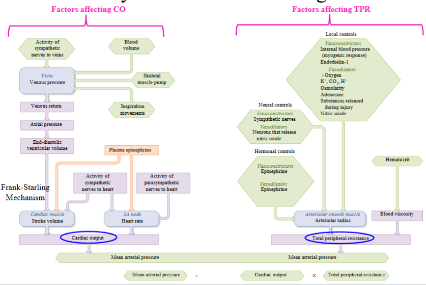 <p>Mean arterial pressure (MAP)</p>