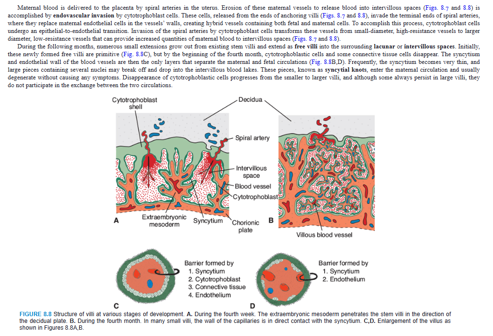 <p>Maternal blood is delivered to the placenta by spiral arteries in the uterus. Erosion of these maternal vessels to release blood into intervillous spaces (Figs. 8.7 and 8.8) is accomplished by endovascular invasion by cytotrophoblast cells. These cells, released from the ends of anchoring villi (Figs. 8.7 and 8.8), invade the terminal ends of spiral arteries, where they replace maternal endothelial cells in the vessels’ walls, creating hybrid vessels containing both fetal and maternal cells. To accomplish this process, cytotrophoblast cells undergo an epithelial-to-endothelial transition. Invasion of the spiral arteries by cytotrophoblast cells transforms these vessels from small-diameter, high-resistance vessels to larger diameter, low-resistance vessels that can provide increased quantities of maternal blood to intervillous spaces (Figs. 8.7 and 8.8).</p><p>During the following months, numerous small extensions grow out from existing stem villi and extend as free villi into the surrounding lacunar or intervillous spaces. Initially, these newly formed free villi are primitive (Fig. 8.8C), but by the beginning of the fourth month, cytotrophoblastic cells and some connective tissue cells disappear. The syncytium and endothelial wall of the blood vessels are then the only layers that separate the maternal and fetal circulations (Fig. 8.8B,D). Frequently, the syncytium becomes very thin, and large pieces containing several nuclei may break off and drop into the intervillous blood lakes. These pieces, known as syncytial knots, enter the maternal circulation and usually degenerate without causing any symptoms. Disappearance of cytotrophoblastic cells progresses from the smaller to larger villi, and although some always persist in large villi, they do not participate in the exchange between the two circulations.</p>