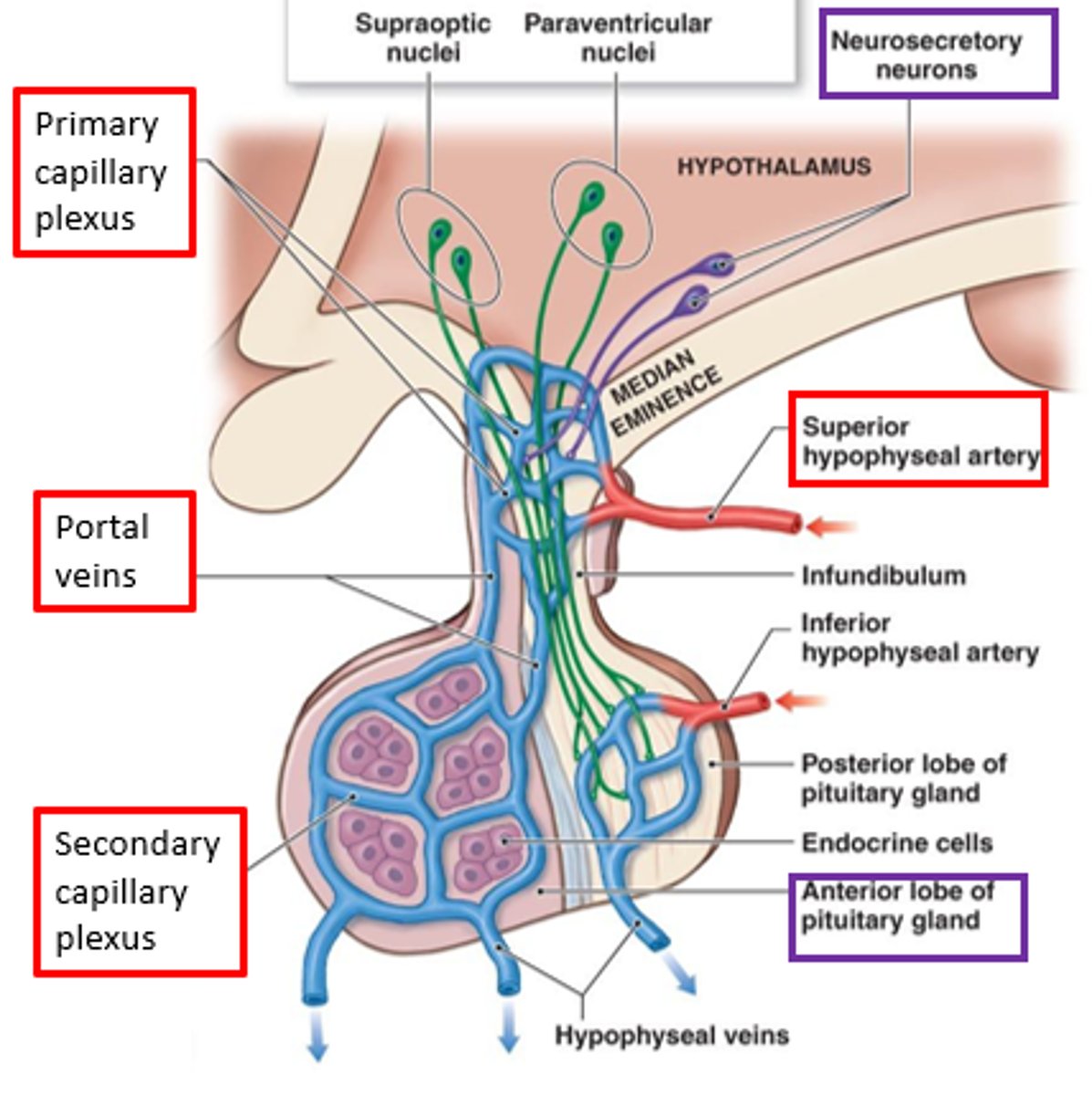 <p>What is the main blood supply of the anterior pituitary that delivers releasing/inhibiting hormones from they hypothalamus to the Anterior Pituitary?</p>