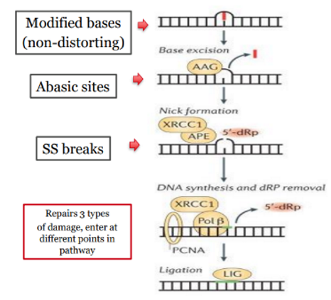 <ul><li><p><span>small base modifications</span></p></li><li><p><span>abasic sites (AP sites)</span></p></li><li><p><span>single strand (ss) breaks</span></p></li></ul><p></p>