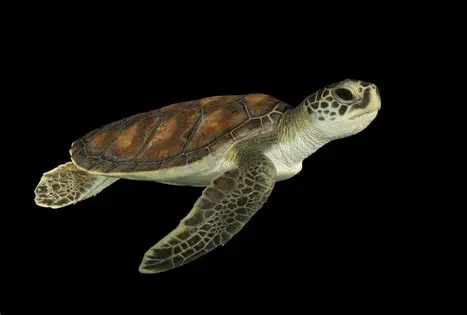 <p>Pacific green turtle </p><ul><li><p>only marine turtle resident </p></li><li><p>mating season peaks november to january </p></li><li><p>female is typically larger and does swimming during copulation (male holds on using his flippers) </p></li><li><p>many males mate with one female </p></li><li><p>males have a<strong> concave-shaped plastron</strong></p></li><li><p>weighs up to 150 kg (typically range from 50-100kg)</p></li><li><p>shells vary from black to green (rare but sometimes orange or yellow) </p></li><li><p>food source = seaweed </p></li><li><p>lays eggs on sandy beaches (70-80 eggs each time)</p><ul><li><p>digs small nest with flippers </p></li><li><p>nesting takes place at night usually </p></li><li><p>december to june </p></li><li><p>eggs/young turtles are hunted by ghost crabs, birds, pigs and rats (introduced) and once in ocean; sharks, fish, more birds</p></li></ul></li></ul><p></p>