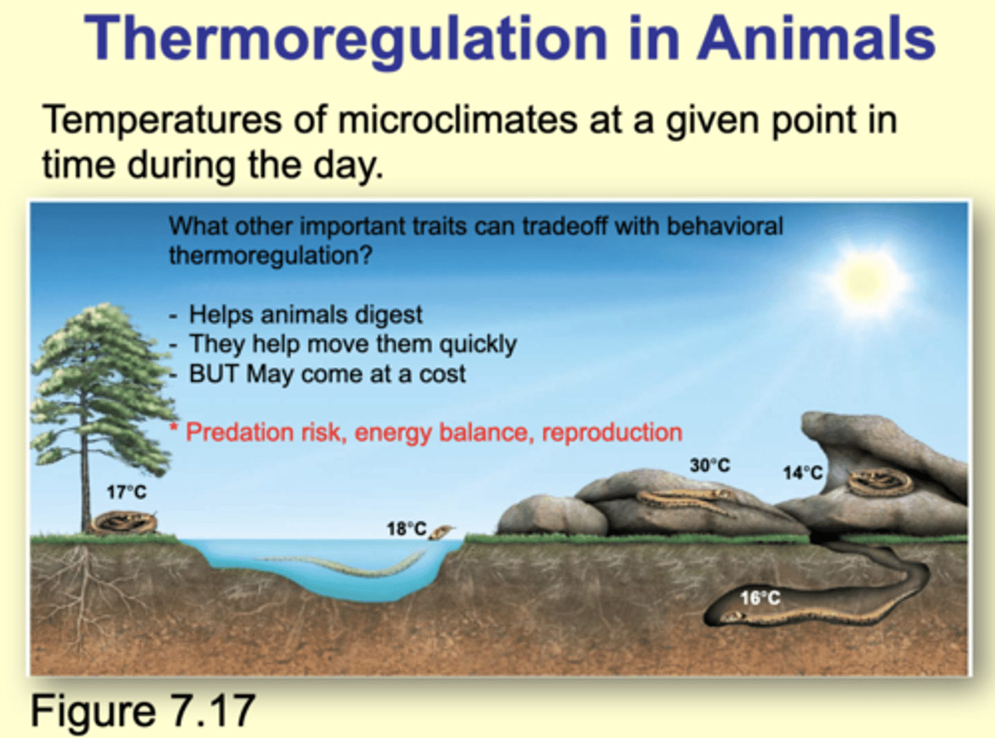 <p>- Predation risk</p><p>- Energy balance</p><p>- Reproduction</p><p>----</p><p>"-Moving among different microclimates"-- Temperature of microclimates at given point in time during the day.</p>