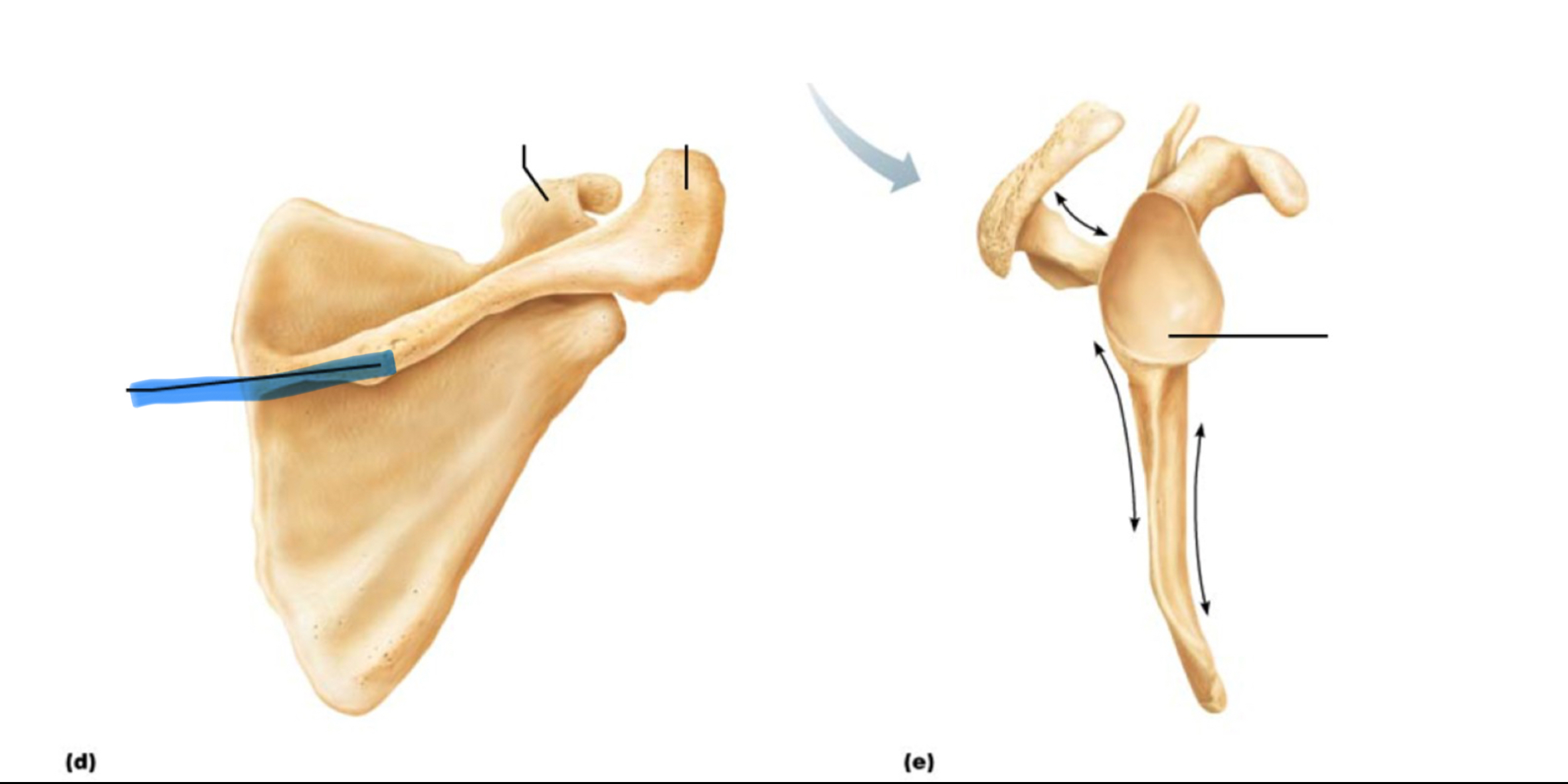 <p>What marking is this?</p>