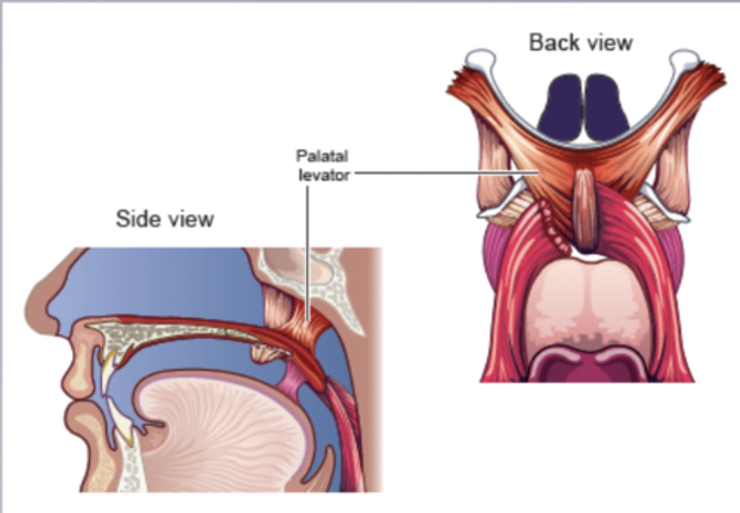 <p>Draws velum upward and backward</p>