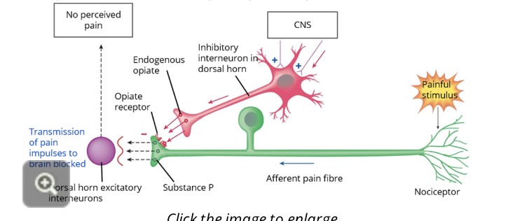<p><strong><span>&nbsp;</span></strong>(Substances that are produced by the body and have pain killing effects (endorphins, enkephalins, dynorphins) that act on opiate receptors and result in suppression of neurotransmitters being released from the afferent pain fibres.</p>