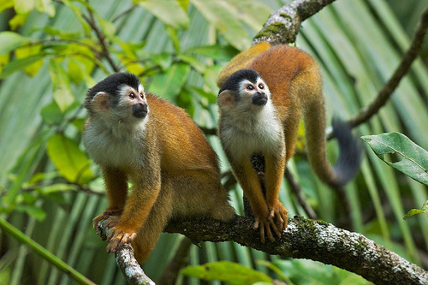 <p>CITES Appendix I</p><p>(parvorder platyrrhiini)- Black Crowned Squirrel Monkey</p>