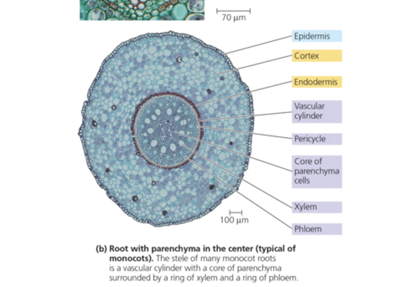 <p>In there vascular cylinder they have a core of parenchyma cells, then alternating rings of xylem and phloem. They are much more spread out than the dicot roots are.</p>