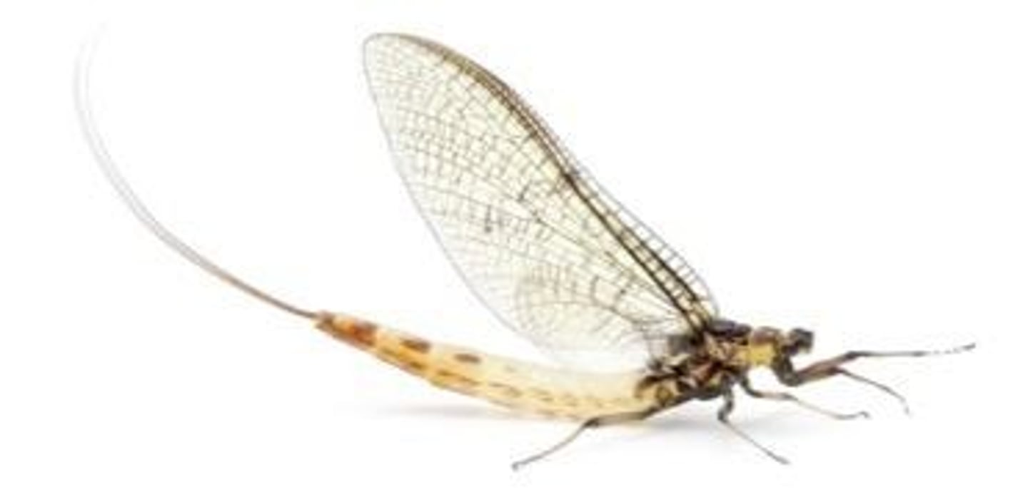 <p>An organism with a life span of 1 day.</p>
