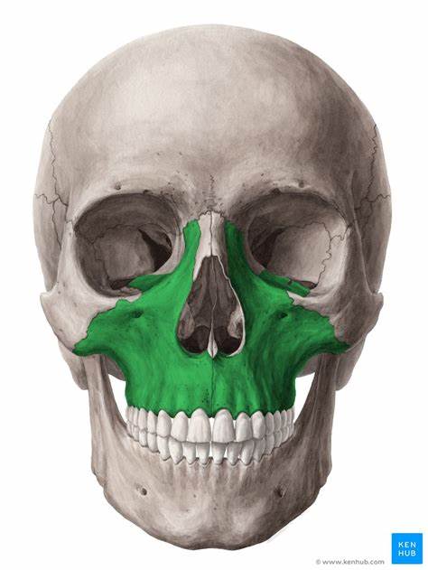 <p>2 bones make up upper jaw</p>