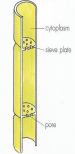 <p>transports food made in the leaves, companion cells within controls sieve tube element, are elongated cylindrical cells stacked end to end.</p>