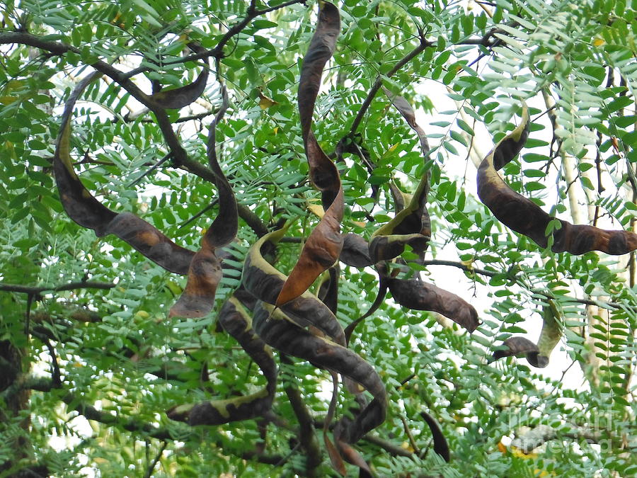 <p>reddish brown pod, 7-8” twisted, seeds oval brown</p>