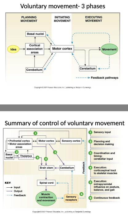 <p>1) planning movement - sensory input</p><p>2) initiating movement - planning and decision making, coordination and timing (cerebellar input)</p><p>3) executing movement - execution through corticospinal tract to skeletal muscles, execution through extrapyramidal influence on posture, balance, and gait</p><p>feedback in continuous</p>