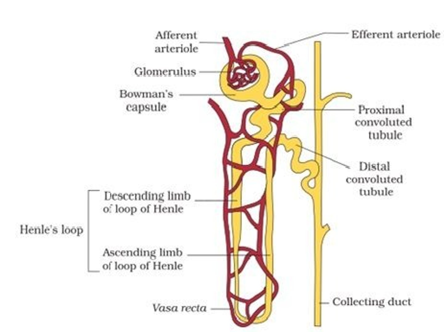 <p>How many exit points exist per collecting tubule/duct in a nephron of a human kidney?</p>