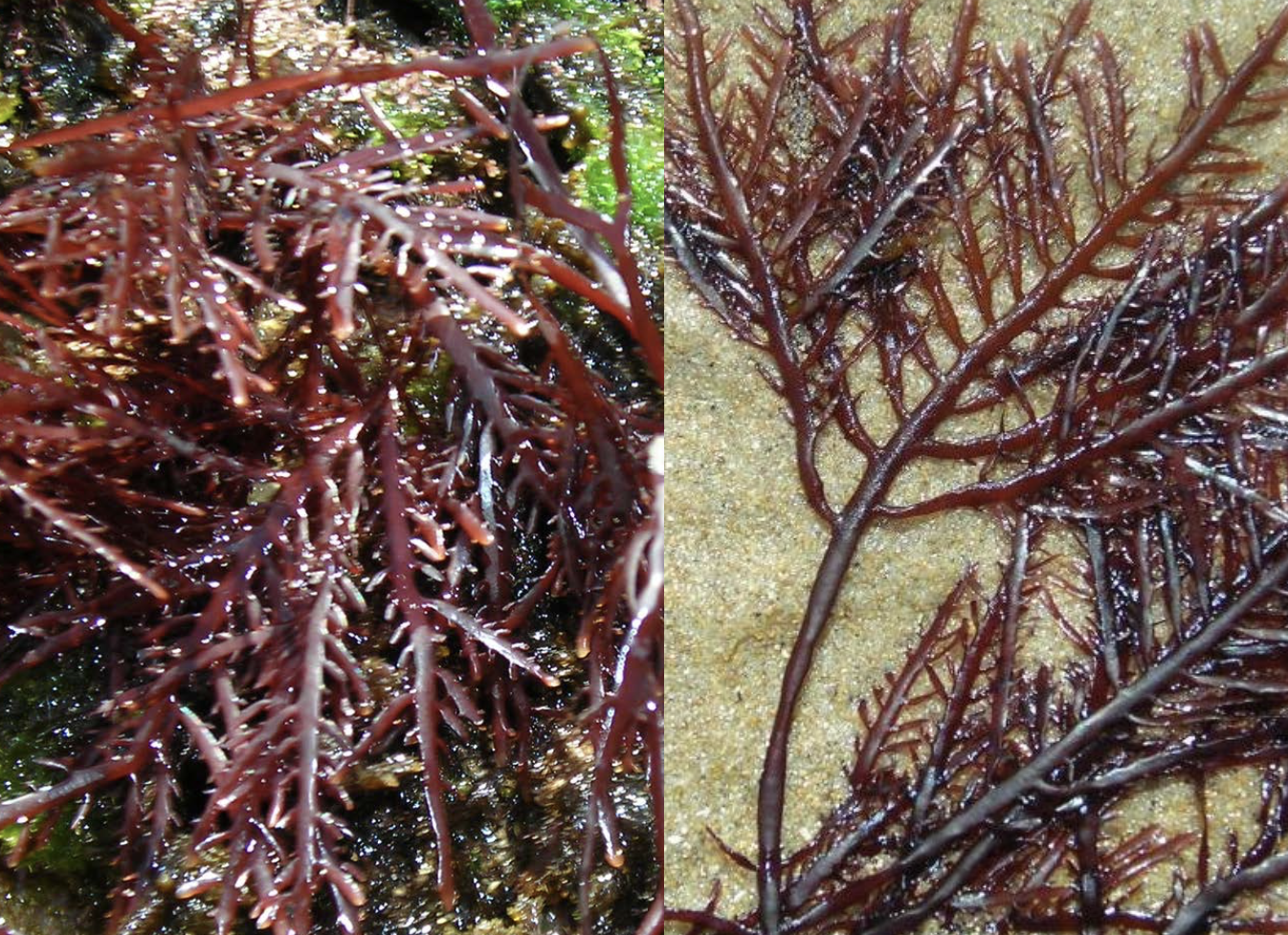 <p>Identificar la alga</p>