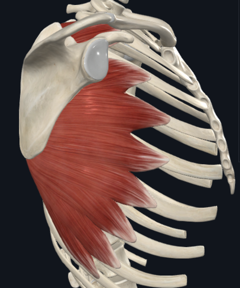 <p>Serratus anterior</p>