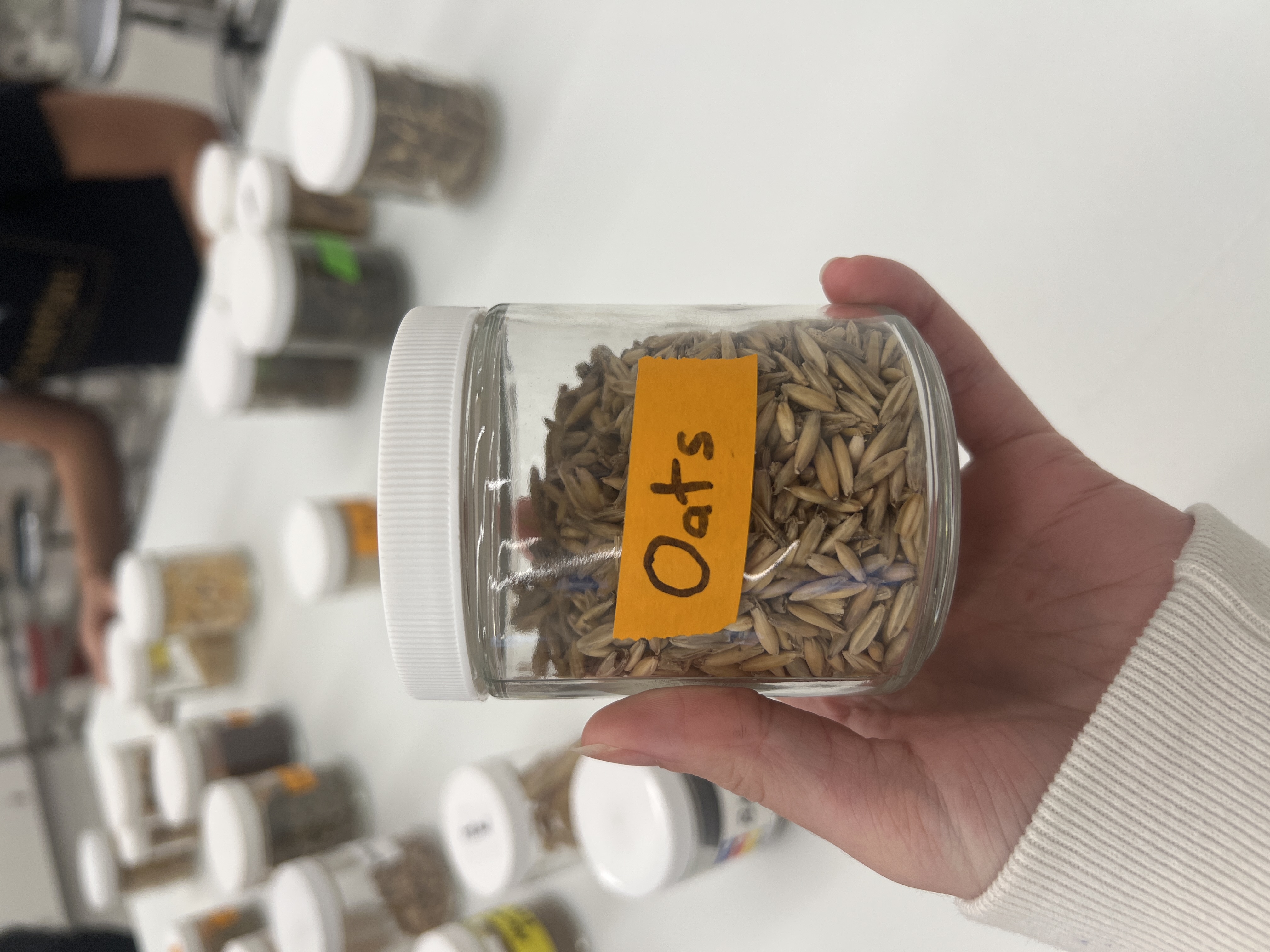 <ul><li><p>IFN # and category: 4 high energy concentrate</p></li><li><p>AAFCO category: grain product</p></li><li><p>appearance: tubular grain, longer and larger in shape than the barley</p></li></ul><p></p>