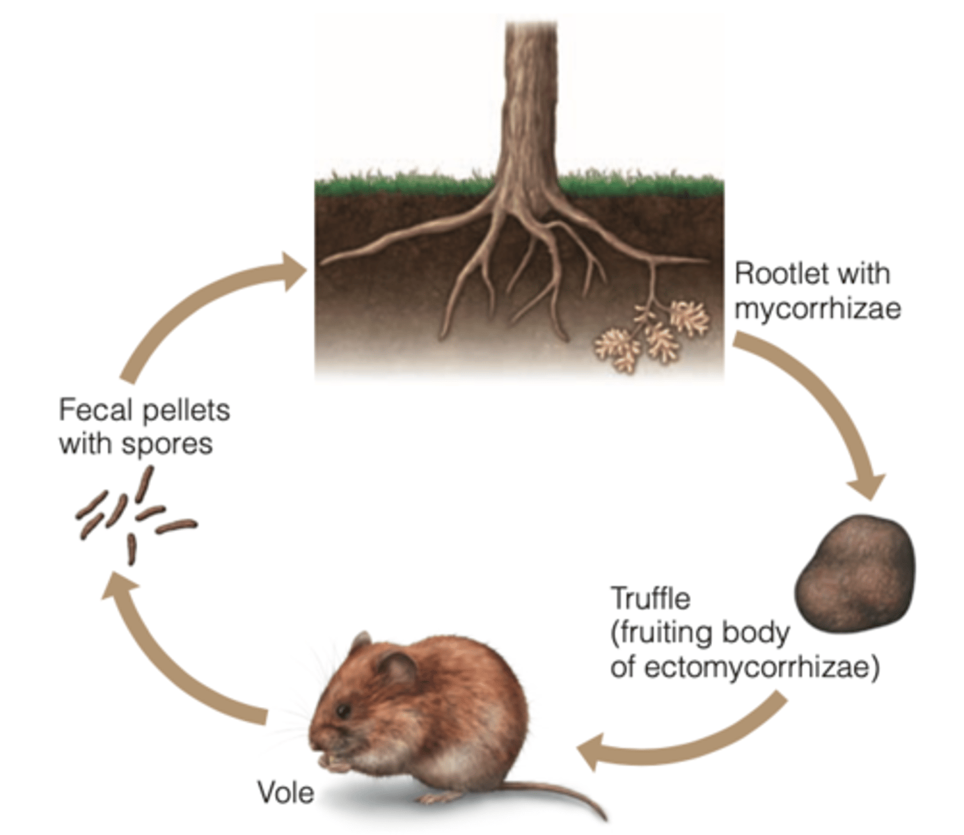 <p>a 3rd species</p><p>---------------</p><p>BENEFITS</p><p>- will facilitate or mediate the interaction</p><p>---------------</p><p>SIMILARITES:</p><p>- much the same as for vector organisms and intermediate hosts in parasite host interactions</p><p>---------------</p><p>EXAMPLE:</p><p>- mutualistic relationships between confers, mycorrhizae, and voles</p>