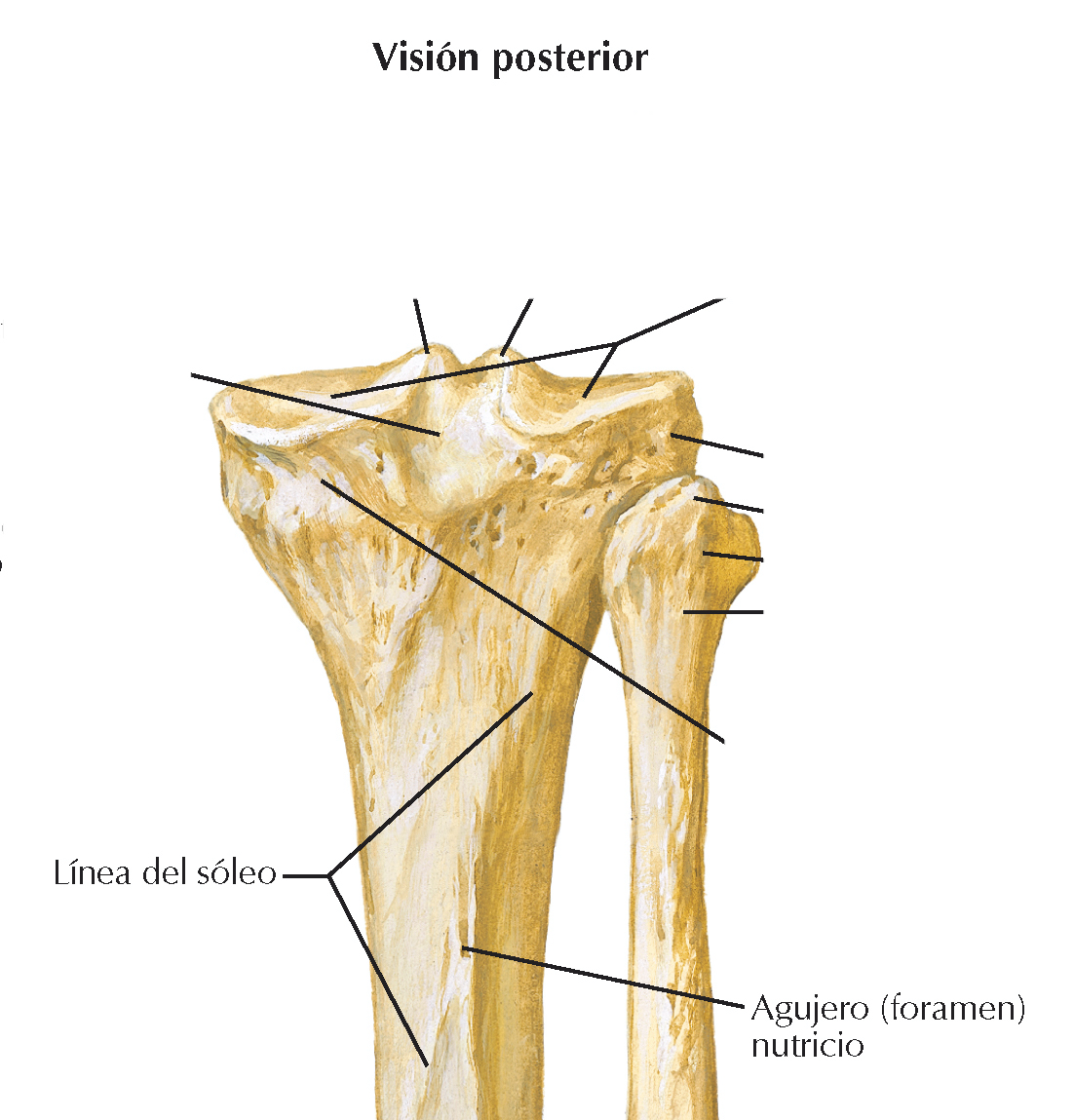 <p>Distalmente a la línea del sóleo hay un surco vascular dirigido oblicuamente que conduce al</p>