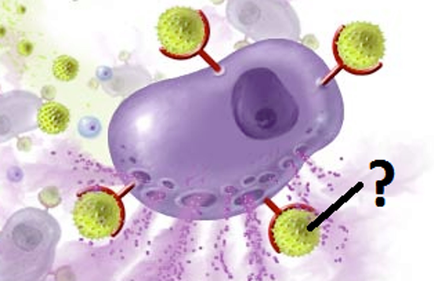 <p>Chemical stored in mast cells --&gt; causes dilation and increased permeability of capillaries</p>