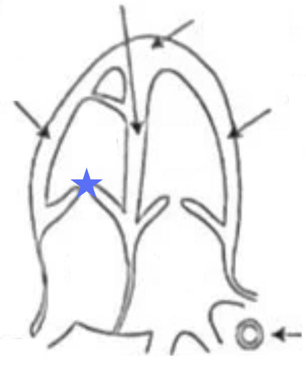 <p>What structure is this?</p>