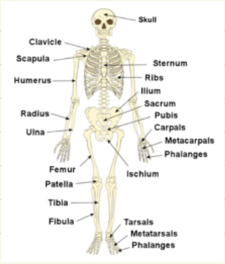 <p>pectoral girdle, humerus, radius, ulna, carpals, metacarpals, phalanges, pelvic girdle, femur, patella, tibia, fibula, tarsals, metatarsals, phalanges</p>