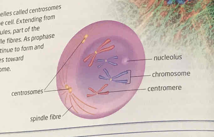 <p>replicated chromosomes coil in various ways until they are condensed and thick enough to be visible under microscope. membrane around nucleus breaks down and nucleolus disappears. each chromosome are joined together by centromere. chromosome contain two strands called sister chromatids. the two centrosomes (part of cytoskeleton) begin to form spindle fibers and go to opposite ends. As prophase progress, spindle fibres extend away from centrosomes to each centromere on chromosome</p>