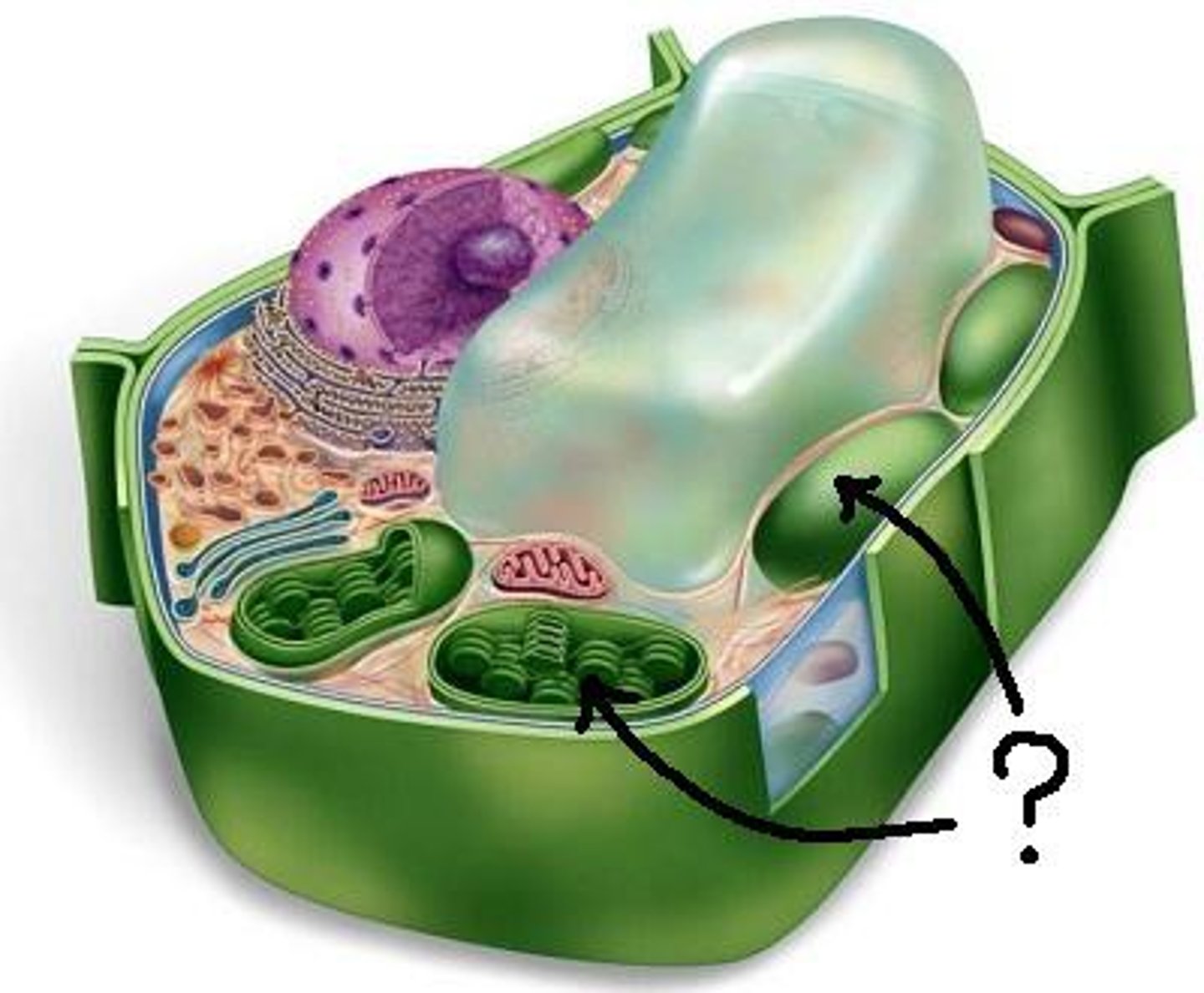 <p>Double-membrane bound organelle found in plants where photosynthesis occurs</p>