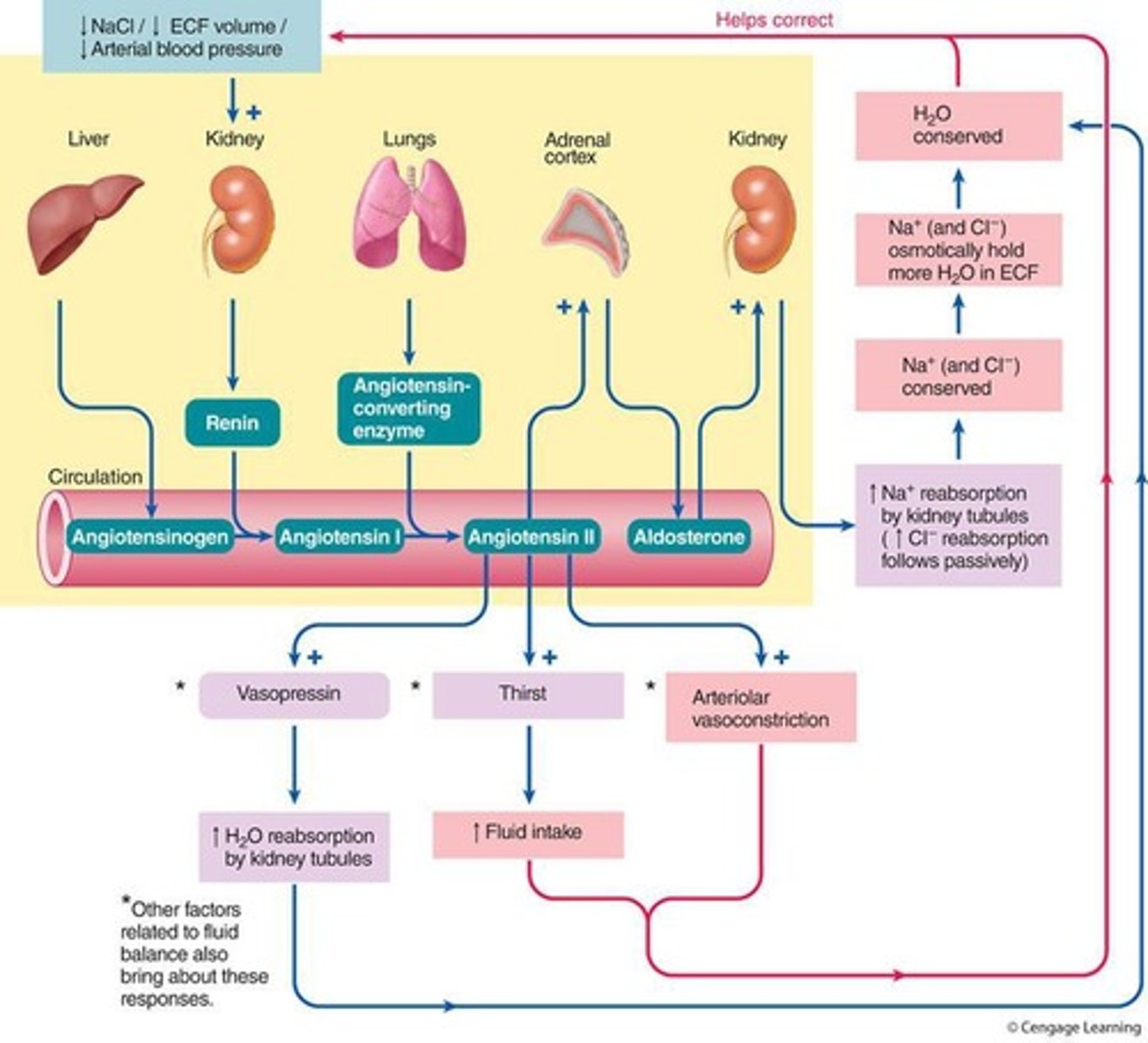 <p>The renin-angiotensin-aldosterone system (RAAS).</p>