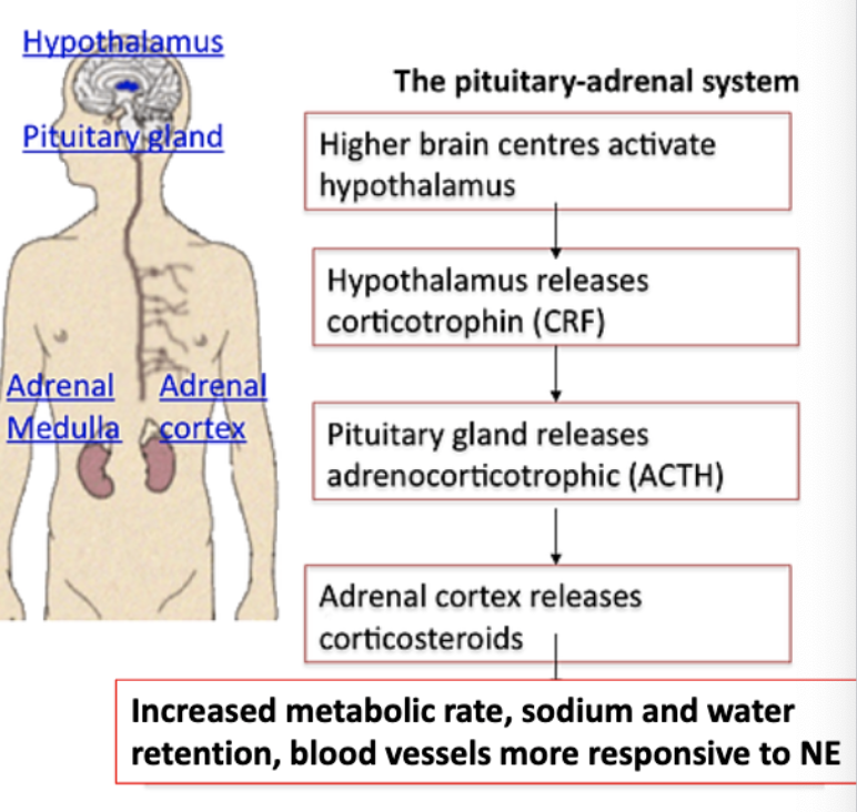 <p>1. higher brain center activates HT </p><p>2. HT releases corticotropin releasing hormones (CRH) </p><p>3. AP gland releases adrenocorticotropic hormone (ACTH) </p><p>4. adrenal cortex releases corticosteroids </p><p>5. inc. metabolic rate, sodium &amp; water retention, blood vesels more respontive to NE a. help body accommodate the stress</p>