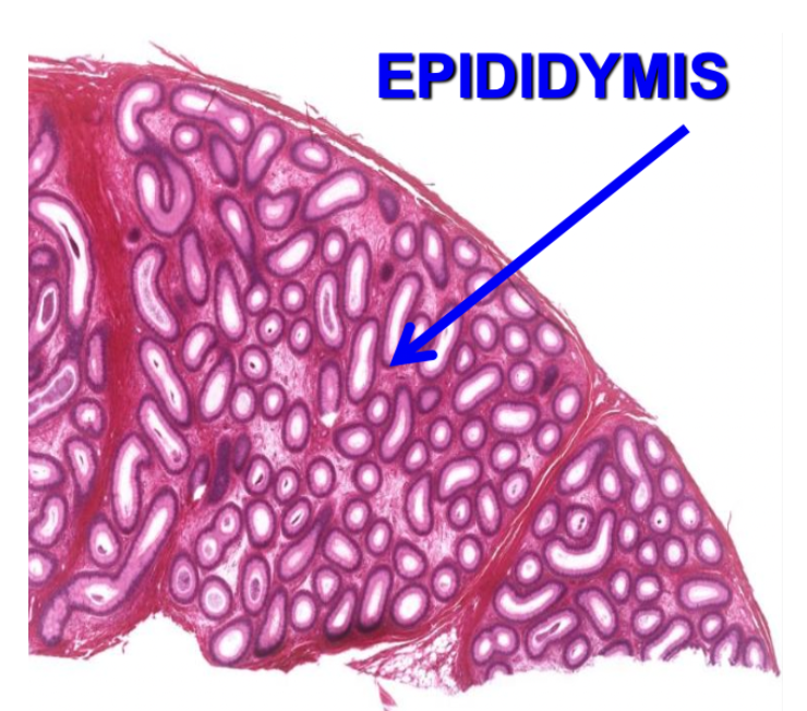 <ol><li><p>Head</p></li><li><p>body</p></li><li><p>tail</p></li></ol><p></p>
