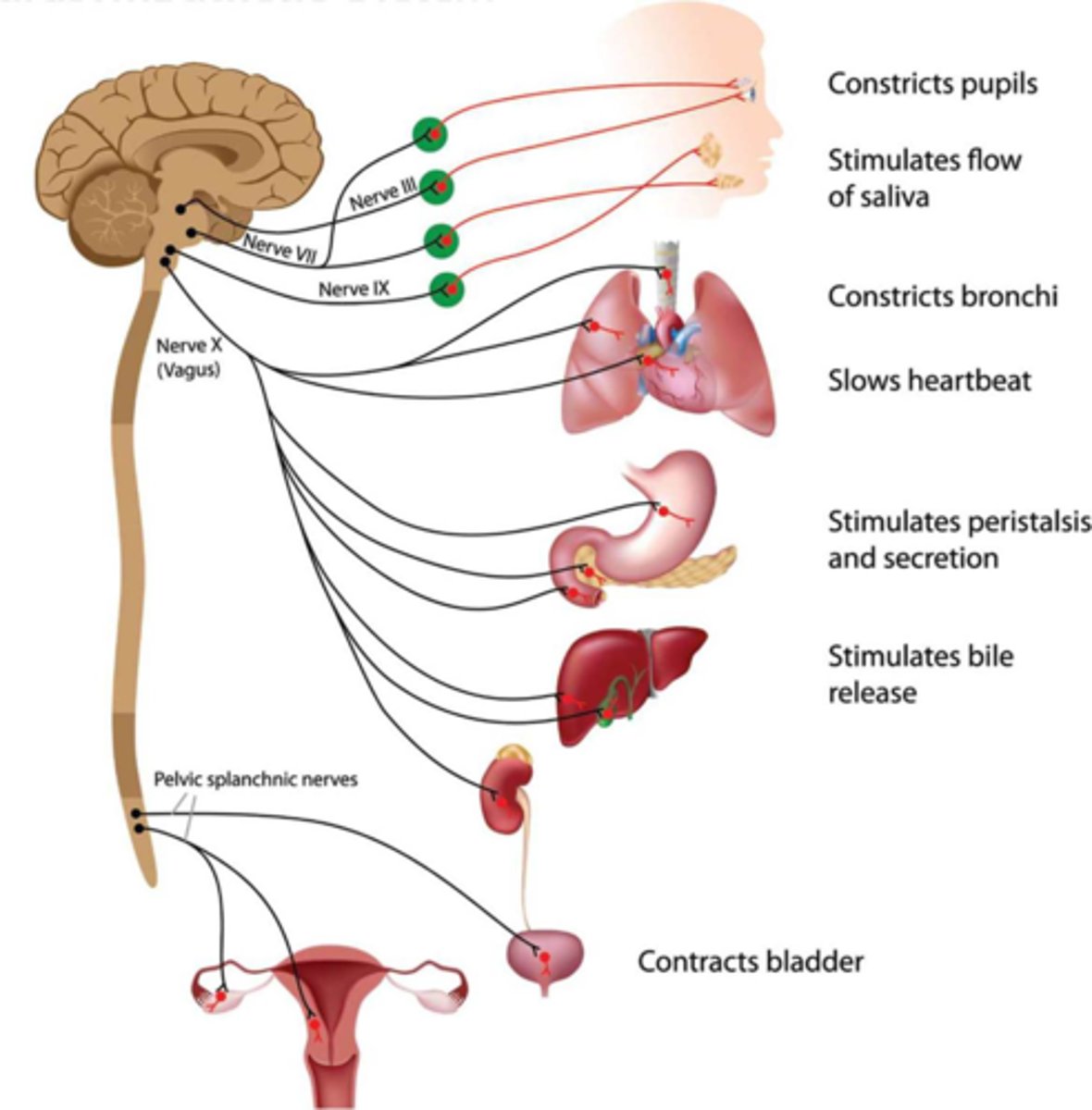<p>DEFINITION</p><p>Conserves energy. Associated with resting and sleeping states and acts to reduce heart rate and constrict the bronchi.</p>