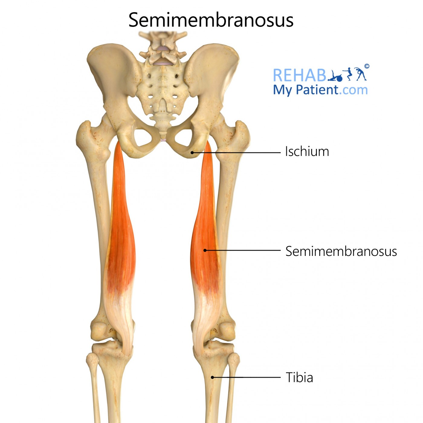 <p>Semimembranosus</p>