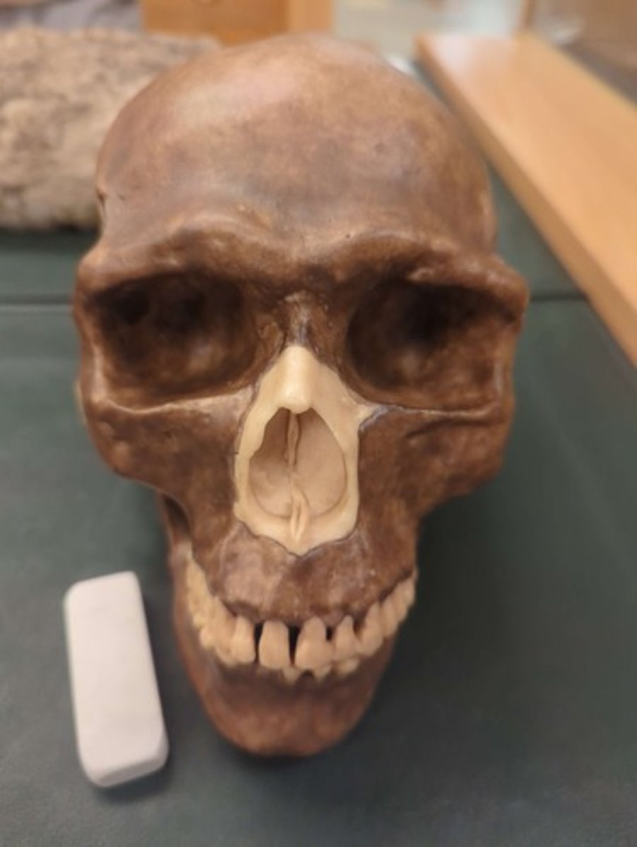 <p>What animal is this? Answer with "Skull" after animal name.</p>