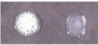 <p>which is catalase positive and catalase negative</p>