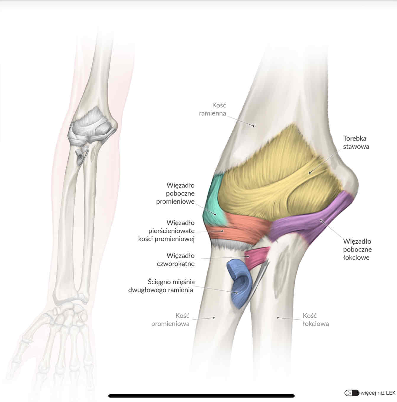 <p>Ligamentum collaterale radiale</p>