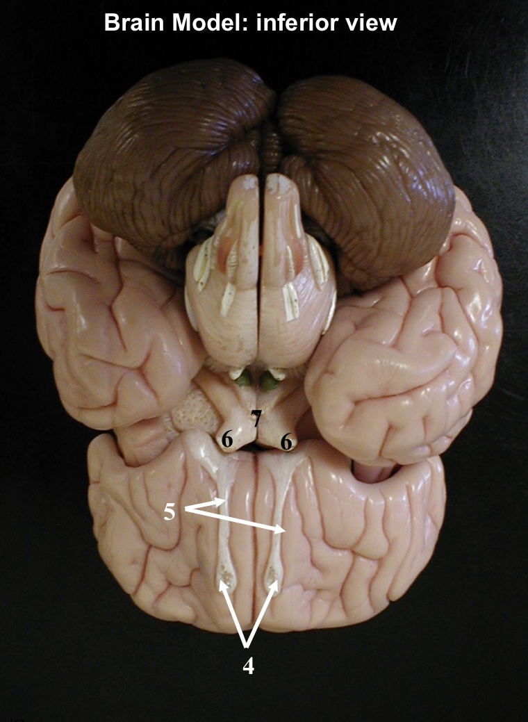 <p>7</p>