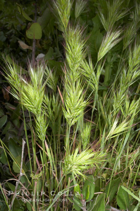 <p>Foxtail chess (Invasive)</p>