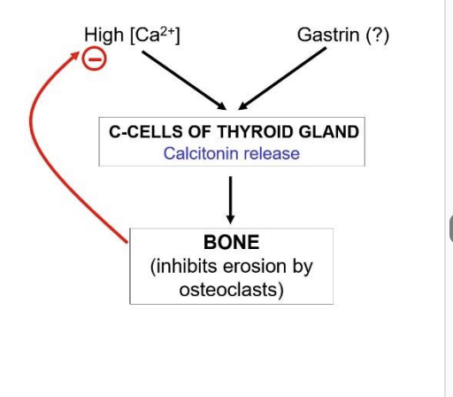 <ol><li><p>reduces plasma [Ca]&nbsp;</p></li><li><p>by rapidly inhibiting the erosion of bone by<strong> osteoclasts</strong></p></li><li><p>shifting the balance in favour of deposition</p></li></ol><p></p>