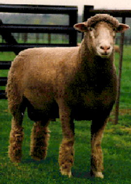 <p>large litter and breeds out of season. good carcass breed for white faced.</p>