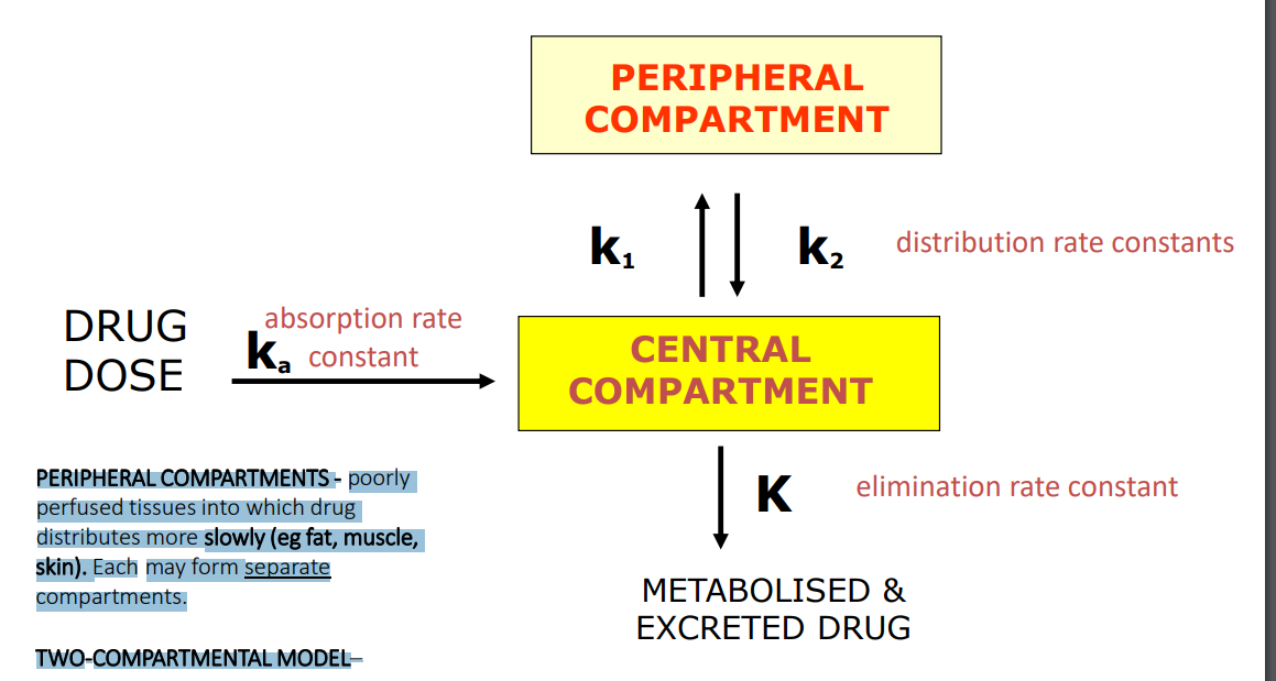 <p>PERIPHERAL COMPARTMENTS - poorly perfused tissues into which drug distributes more slowly (eg fat, muscle, skin). Each may form separate compartments. TWO-COMPARTMENTAL MODEL– assumes drug does not achieve instantaneous distribution, i.e. equilibrium, between compartments</p>