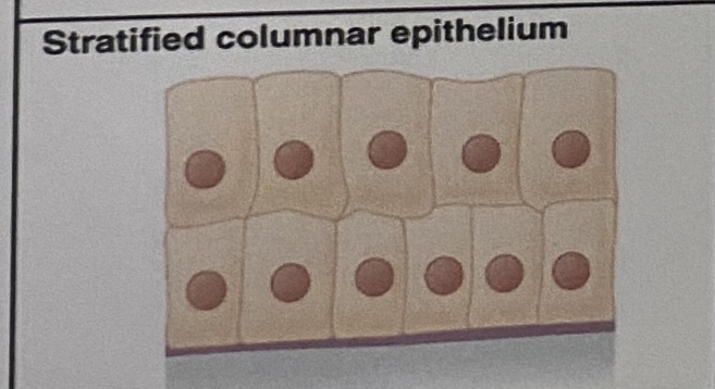 <p>Multiple layers of column-like cells</p>