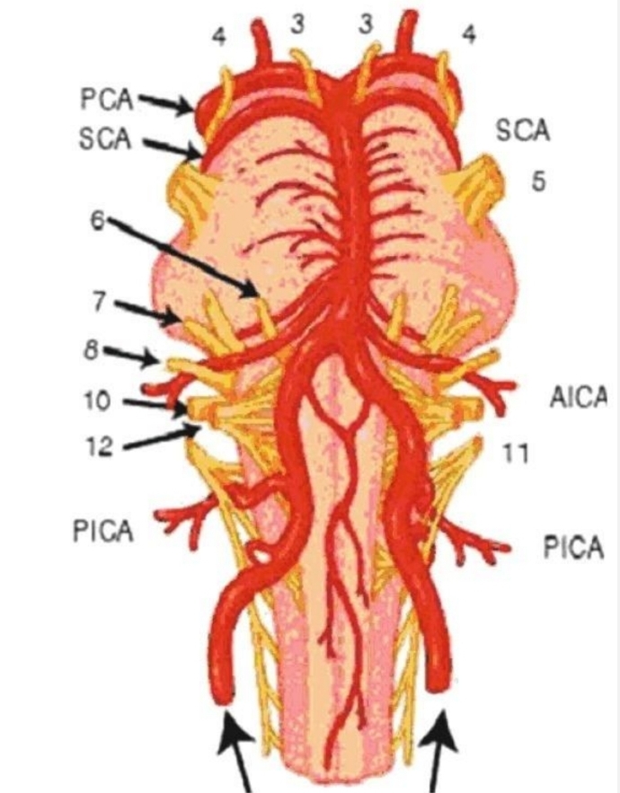 <p>a. cerebri posterior ve </p><p>a. cerebellaris superior,  </p>