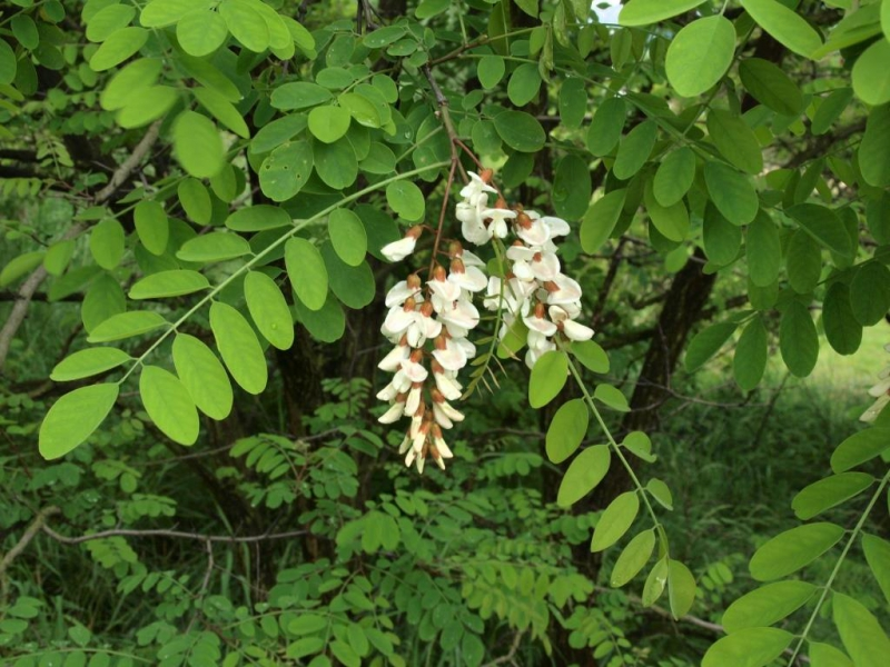 <p>trnovník akát </p>