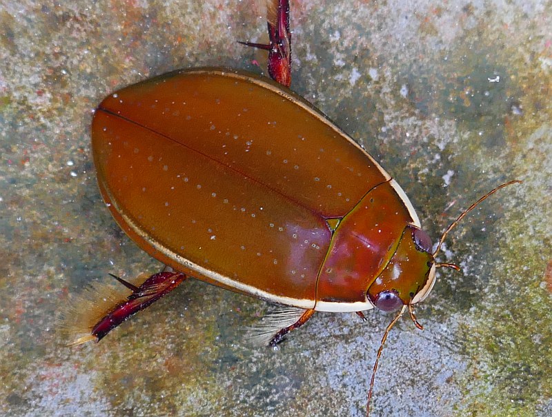 <p>Adephaga</p><p>oval habitus</p><p>smooth, flat and solid :) streamlined</p>