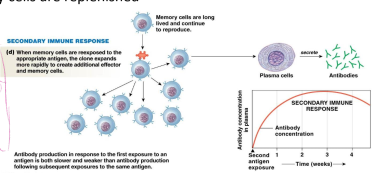 <ul><li><p>occurs in response to each subsequent antigen exposure</p><ul><li><p>memory cell encounters antigen and completes clonal expansion</p></li></ul></li><li><p>results in rapid production of high levels of antibody</p></li><li><p>memory cells are replenished</p></li><li><p>swing into action</p></li><li><p>see something again</p></li><li><p>high and fast (antibody increase in 1-2 days)</p></li></ul><p></p>