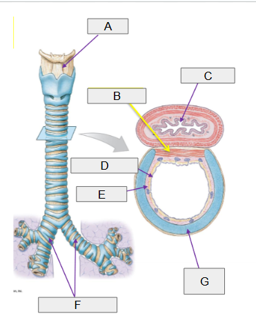 <p>E</p>