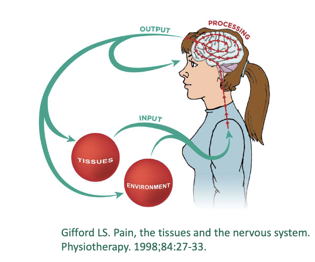 <p>what are key concepts of mature organism model?</p>