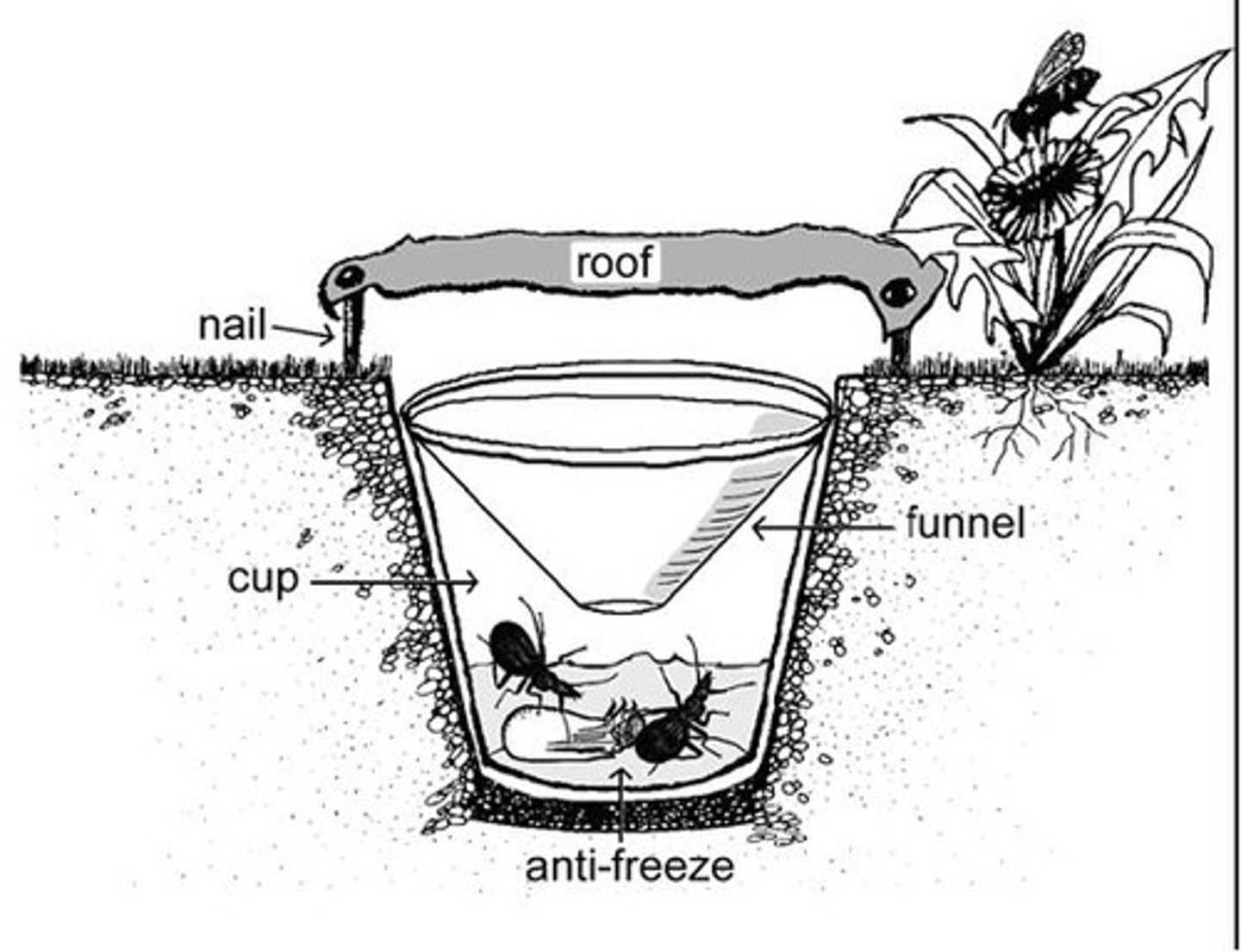 <p>dig hole ground lvl, put antifreeze cup &amp; funnel before covering w/ tarp</p><p>- estimate of insect population</p><p>- insects wont escape antifreeze</p><p>- predators can eat insects</p><p>- hard to identify insects</p>