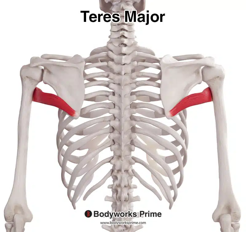 <p>Teres Major </p>